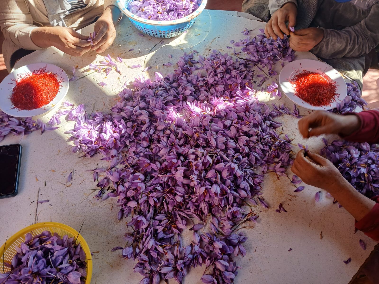 Saffron Sorting Workshop