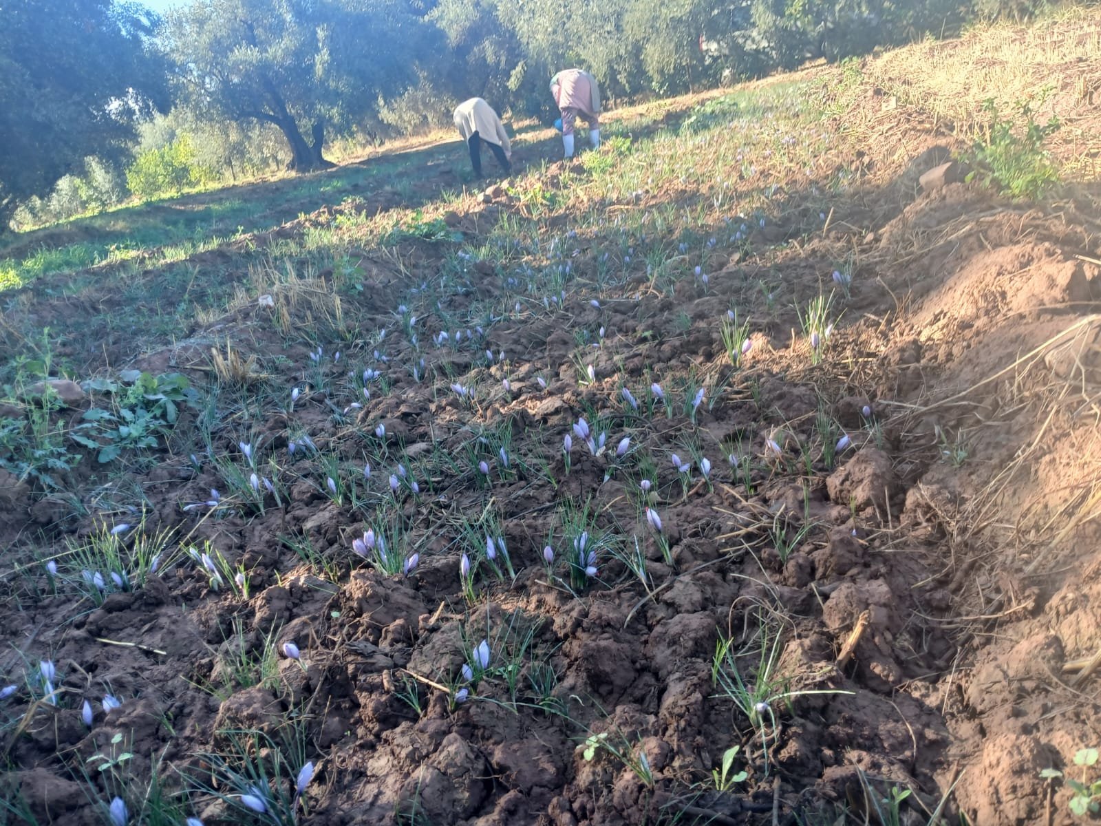 Berber farmer harvesting saffron